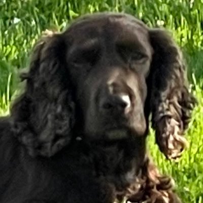 loves family, NHS, dogs and ultra running. Director IG taylor_buildersltd