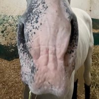Chinoooo (@eldaviee) 's Twitter Profile