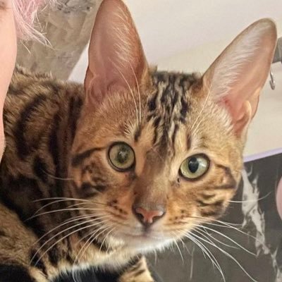 son to @machinegunkelly & megan fox 🐈 brother to na’avi and tickets