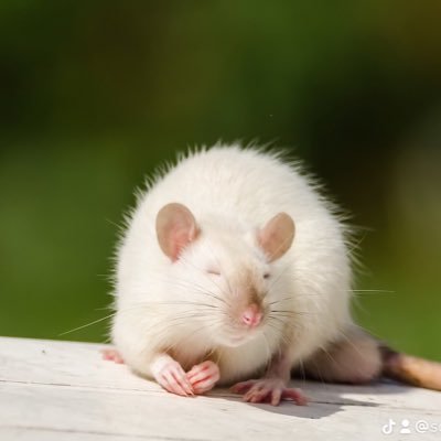 MistrustSocial's profile picture. ur mom is hoe 🫠