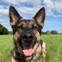 RPD Sable 💙 (@pd_sable) 's Twitter Profile