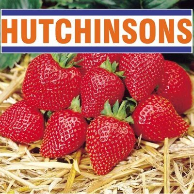 Latest news and information for soft fruit growers from Hutchinsons, the Crop Production Specialists