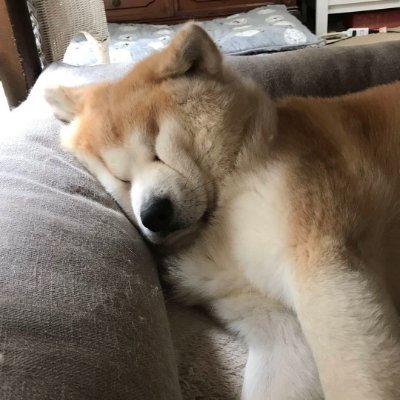 Cheesetiger666's profile picture. 🌲 Nature
 🍳 Cooking
🎣 Fishing 
🚫 No politics