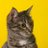 NBarzaneh's profile image