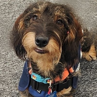 A Team of Fluffy Friends bringing wagging tails, joy and mental health support to Northamptonshire Police and its staff.