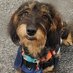 Northants Police Wellbeing Dogs (@npwellbeingdogs) Twitter profile photo Northants Police Wellbeing Dogs (@npwellbeingdogs) Twitter profile photo