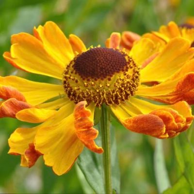 Family run nursery in Derbyshire #PeakDistrict grown #peatfree perennials most are #pollinator friendly 🐝 2 x RHS Gold 5 x RHS Silver Gilt and 2 x RHS Silver