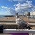 Brighton Palace Pier (@BTNPalacePier) Twitter profile photo