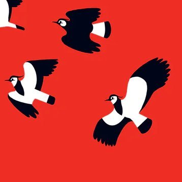 Into The Red is a book and art project raising funds to help the UK's most threatened birds. New book coming 4th October 2022