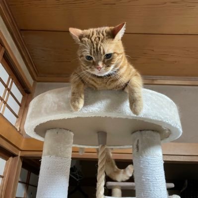 kotaro587's profile picture. ボドゲ、TRPG、音楽、アニメ好きの埼玉県民