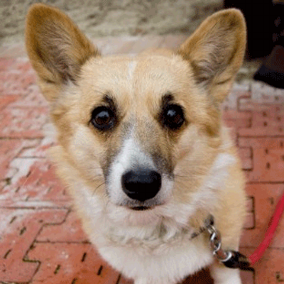 コーギー Corgi Dogland Twitter