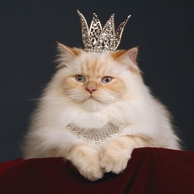 DaftMeows Profile Picture