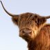 VisitScotland (@VisitScotland) Twitter profile photo