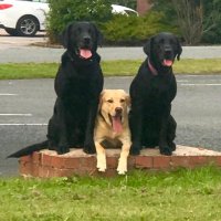 LFRS Fire Search and Rescue Dogs(@firesearchdogs) 's Twitter Profile Photo