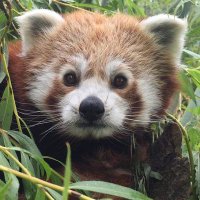 Birmingham Wildlife Conservation Park (@bhamwildpark) 's Twitter Profile