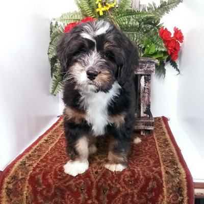 We specialize in raising quality Bernedoodles & Bernese Mountain Dogs.