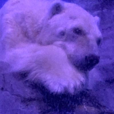 kkat8's profile picture. 米株雰囲気投資家