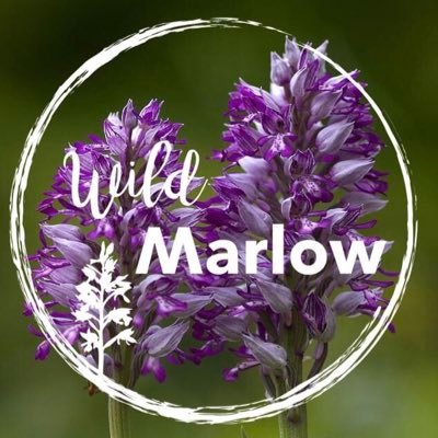 Celebrating and protecting the wonderful wildlife and biodiversity of Marlow