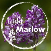 @WildMarlow (@wildmarlow1) 's Twitter Profile