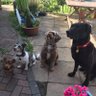 Dark_Blue_Box's profile picture. My personal account. Dog walks, volunteering, loud music, military history. Kidney TX. #thearchers