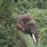 DFO_Angul's profile picture. Official Twitter Handle of Angul Forest Division