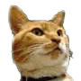 lovetigers_cat Profile Picture