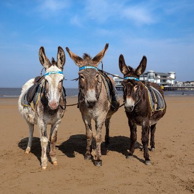 The official tourist board account for Weston-super-Mare. Follow us for news, events and photos! #visitweston 🌊