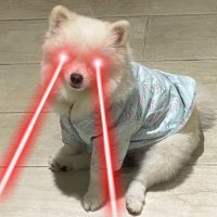 Dickson (@dgfcknphuoc) 's Twitter Profile