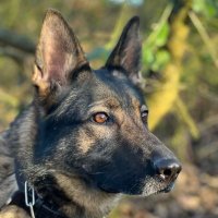 Derbys Dog Section (@derbysdogpolice) 's Twitter Profile