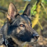 Derbys Dog Section(@DerbysDogPolice) 's Twitter Profile Photo