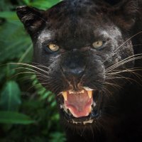 Panther (@mikemikemufc) 's Twitter Profile Photo Panther (@mikemikemufc) 's Twitter Profile Photo