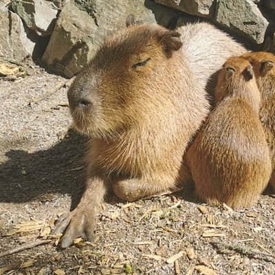 tweets für menschen mit reizdarm