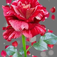 احمد (@md14423044) 's Twitter Profile