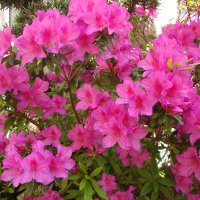 Naoko Nojima (@nabireading) 's Twitter Profile Photo