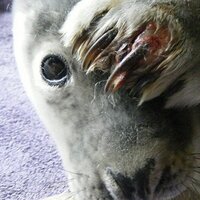 Irish Seal Sanctuary(@IrishSealS) 's Twitter Profileg