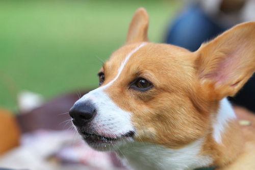 コーギー 犬 ワンコ連れの新幹線で帰省しました T Co Egrvnf54pa