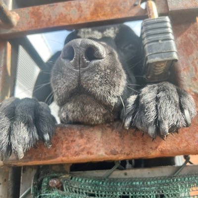 HantsFireDogs Profile Picture