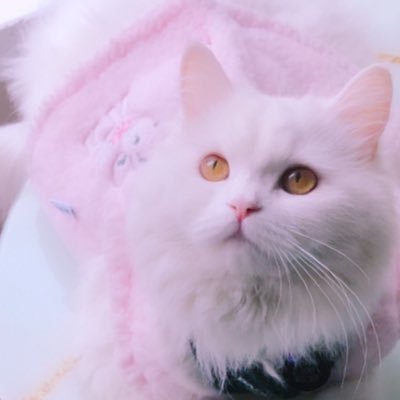 hukumsuss's profile picture. 🦉Ucuz insanlar, değerli insanlara pahalıya mal olur🦉