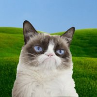 Cat Against The Machine (@sophiedw2) 's Twitter Profile