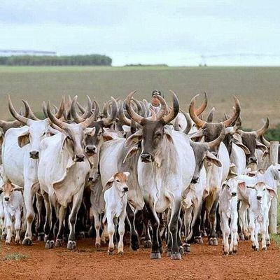 Mahi_rajgor1008's profile picture. वयं राष्ट्रे जागृयाम पुरोहिताः