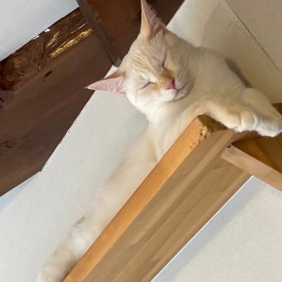 酵母菌さんのプロフィール画像