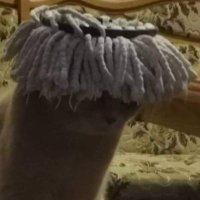 Astalia_v2 (@exerathy_v2) 's Twitter Profile