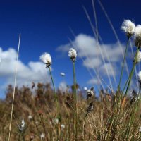 Welsh Raised Bogs (@welshraisedbog) 's Twitter Profile