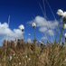 Welsh Raised Bogs (@welshraisedbog) Twitter profile photo Welsh Raised Bogs (@welshraisedbog) Twitter profile photo