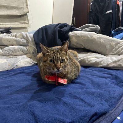 madivxdx's profile picture. 18 🦢  
alt account 
just made spicy page... and i rly want someone to make content with ⇣