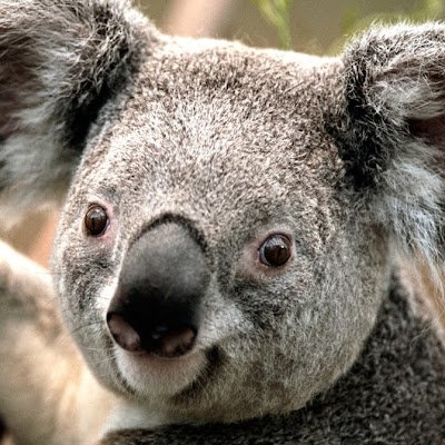 TroutCod's profile picture. 🐻🌷