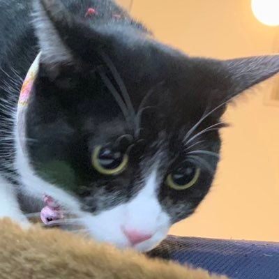 吉ねこさんのプロフィール画像