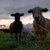 OhioSolarGrazing (@osgrazing) Twitter profile photo OhioSolarGrazing (@osgrazing) Twitter profile photo