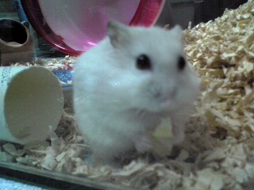 kotodamahikaru's profile picture. 将来は田舎暮らしがしたい！