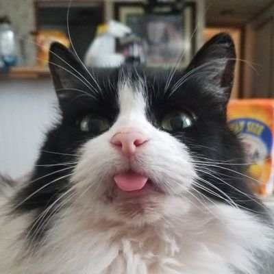 Wozzie71's profile picture. ||@PTXOfficial ❤|| @bts_twt 💜
||#BTSArmy|| 

|| Animal Crossing 🐻|| Student 👩‍🎓|| Cats 🐱||
       ||Music 🎶|| Travel ✈️|| @ladygaga & @sup3rfruit ☮✌